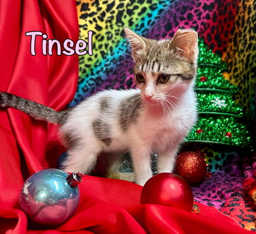 Tinsel