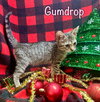 Gumdrop
