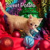 Sweet Potato