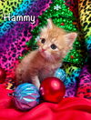 Hammy