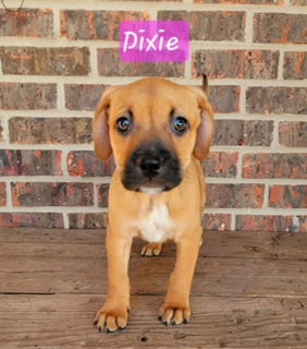 Dixie