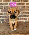 Dolly- Puppy #2 (CoPAC Litter #3/ 2024)