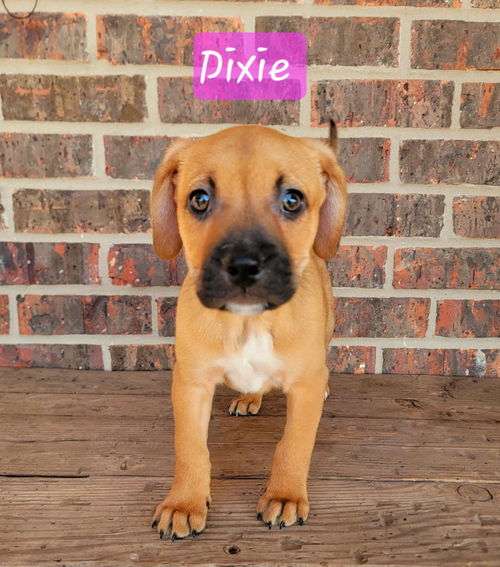 Dixie