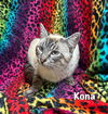 Kona