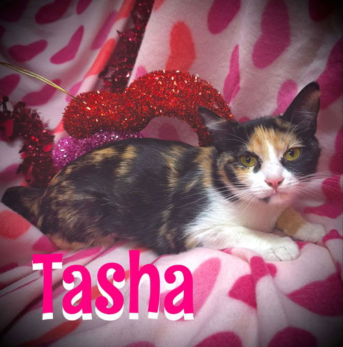 Tasha