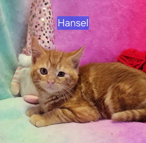 Hansel