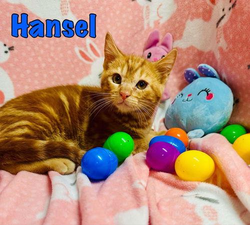 Hansel