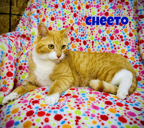 Cheeto