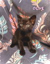Olive