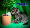 Tigger