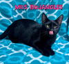 Mrs Bojangles