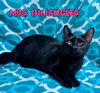Mrs Bojangles