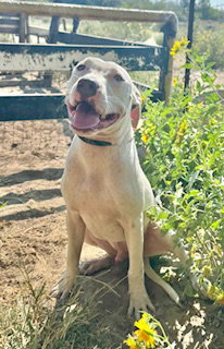 Whitaker- Puppy #1 (CoPAC Litter #5/ 2025)