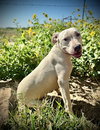 Whitaker- Puppy #1 (CoPAC Litter #5/ 2025)