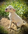 Whitaker- Puppy #1 (CoPAC Litter #5/ 2025)