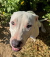 Whitaker- Puppy #1 (CoPAC Litter #5/ 2025)