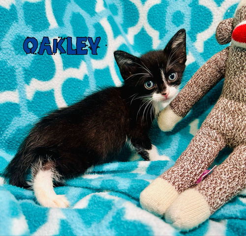 Oakley