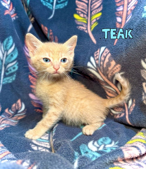 Teak