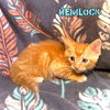Hemlock