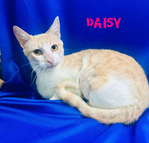 Daisy (2)