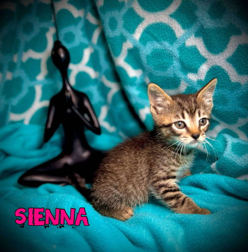 Sienna