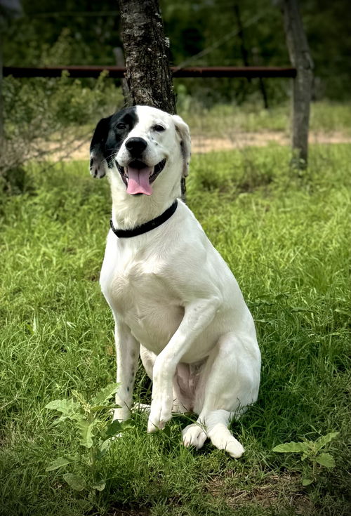 Nala