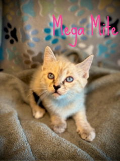 Mega Mite