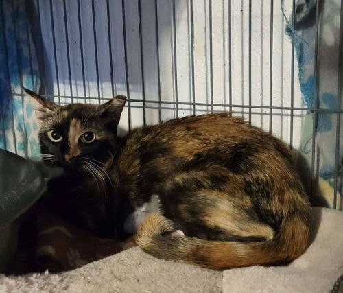 Patience (Feral)