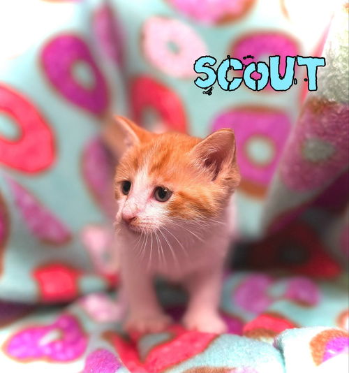 Scout