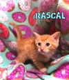 Rascal