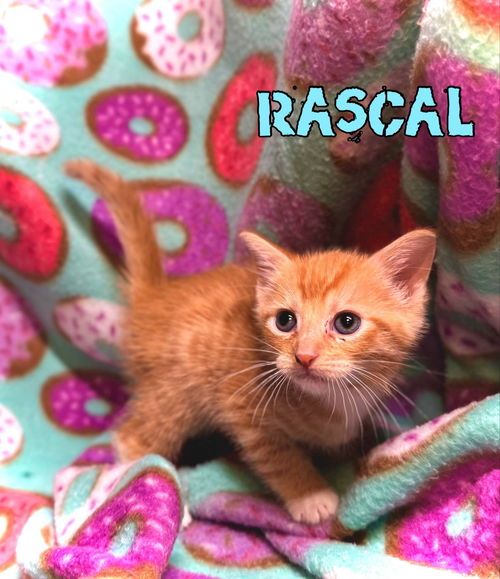 Rascal