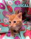 Rascal