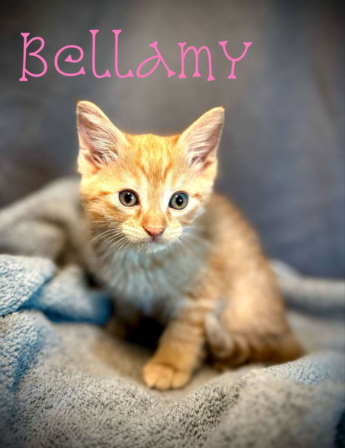 Bellamy