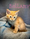 Bellamy