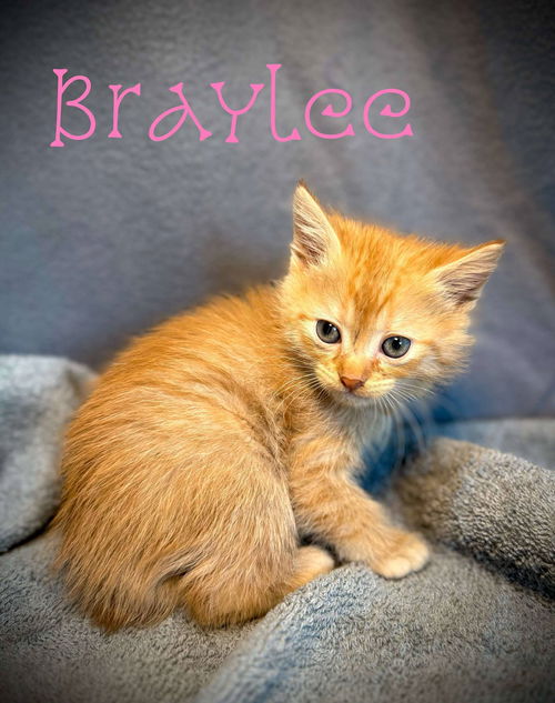 Braylee