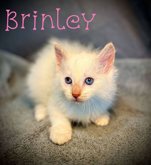 Brinley