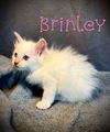 Brinley