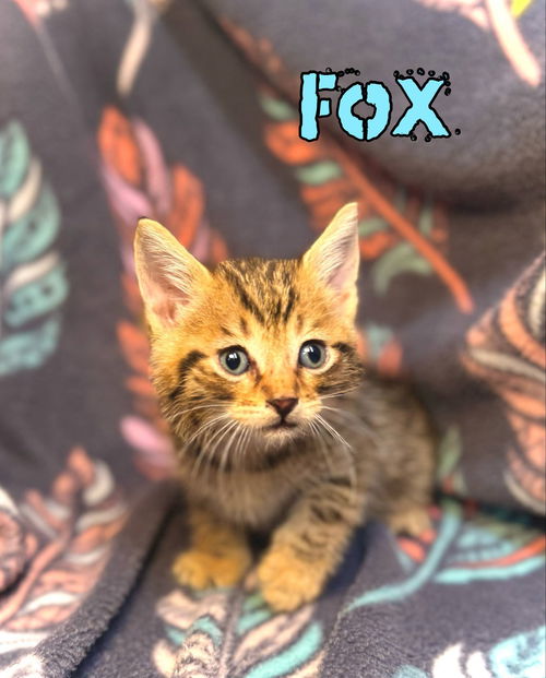 Fox