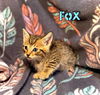 Fox