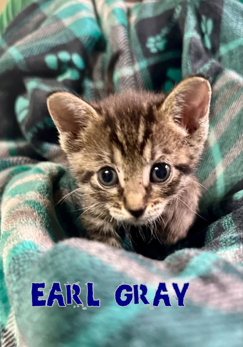Earl Gray