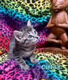 Corky