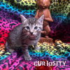 Curiousity