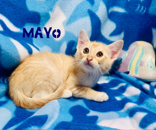 Mayo