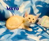Mayo