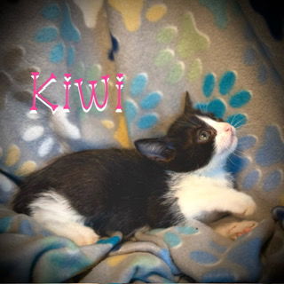 Kiwi