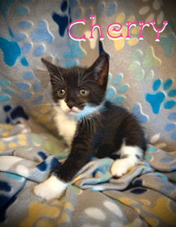 Cherry