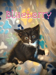 Blueberry