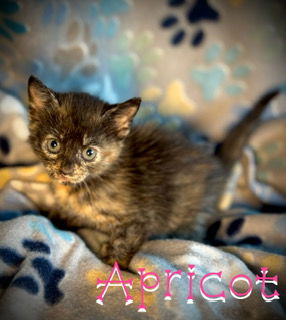Apricot