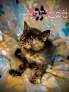 Apricot
