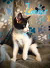 Zander